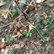 Image result for Eulophia livingstoneana