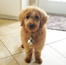 We are labradoodle breeders who sell australian and miniature labradoodles. Ash Labradoodles In Oregon Home Facebook