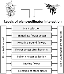 Ultimately the orange barred sulfur butterfly will get pollen on its legs and body that is then transported to other flowers. Urbanisation Modulates Plant Pollinator Interactions In Invasive Vs Native Plant Species Scientific Reports