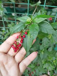 Image result for Petiveriaceae