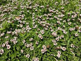 Image result for Lippia