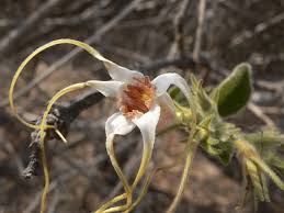 Image result for Strophanthus eminii