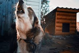 How to make a dog howl. The Easiest Way To Make Your Dog Howl