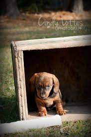 Pet Photography Ideas Wild Animals Photography Dog Photography Animal Photography