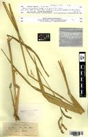 Image result for Urochloa oligobrachiata