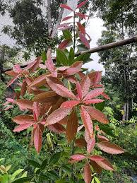 Image result for Hyperacanthus amoenus