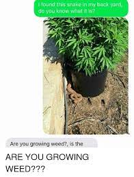 I Found This Snake In My Back Yard Do You Know What It Is Are You Growing Weed Is The Are You Growing Weed Weed Meme On Me Me
