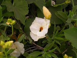 Image result for Momordica foetida