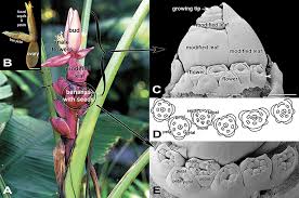 Both male and female plants may have flowers, but one will have male flowers and the other female flowers. How Do Banana Flowers Develop Frontiers For Young Minds