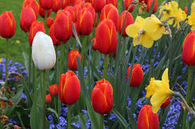 Volunteer Park Trust