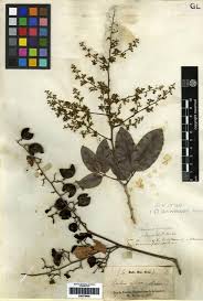 Image result for Dialium guineense