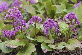 Begonia 'non stop white' has shining white flowers. Bergenia Plant Care Growing Guide