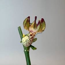 Image result for Ceropegia crassifolia