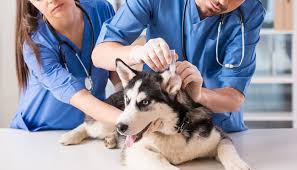 Maybe you would like to learn more about one of these? 15 Biggest Dog Companies In The World And Their Most Popular Brands