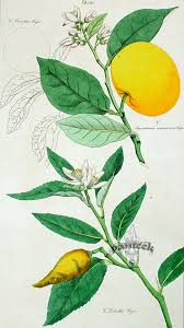 It amends with high quality planting mix and fertilizer in soil that drains well. Citrus Limetta Wikipedia