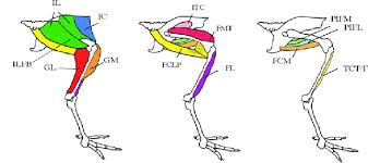 The knee joint itself is moved by several muscles, the majority of which are part of the anterior compartment of the thigh. Anatomical Diagram Of The Major Muscles Of The Chicken Pelvic Limb Download Scientific Diagram