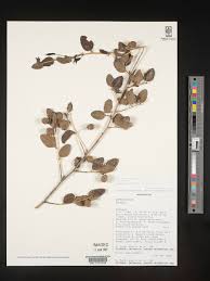 Image result for Hugonia elliptica