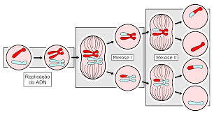 Image result for Meiosperma debile