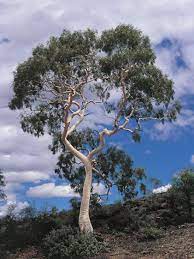 Ghost Gum Gone And Vintage Australian Ceramics Landscape Landscape Trees Australian Trees