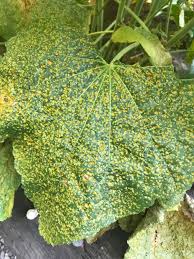 Hollyhocks are grown for the their showy, colorful flowers. Dealing With Rust Fungus On Hollyhocks The Hive