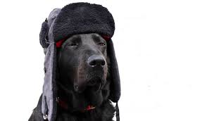 Vagisoft V 1 Aviator Hat Dog With Hat Dog Lovers Winter Dog
