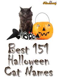 The Best 151 Halloween Cat Names For Your Mysterious Kitty