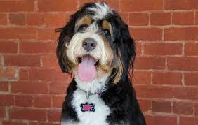 If you're looking for the perfect companion dog, a dog with beauty, brains and personality—you've come to the right place. Find Bernedoodle Breeders Near You Complete List By State