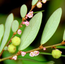 Image result for Phyllanthus taylorianus