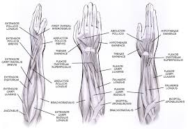 The forearm consists of two long bones. Forearm Muscle Diagram A Contrast Sketch Of Forearm Muscles With The Download Scientific Diagram