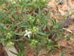 Image result for Oldenlandia fastigiata