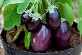 How To Grow Aubergines Rhs Gardening