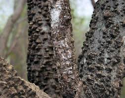 Image result for Chasmanthera