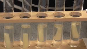 Zo bradshaw lower science i title: Osmosis Water Potential Of Plant Tissue As And A Level Youtube