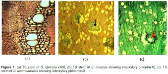 Image result for Strychnos usambarensis