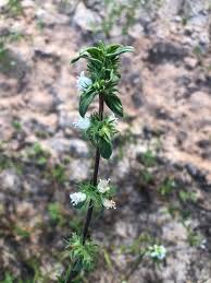 Image result for Hexasepalum sarmentosum