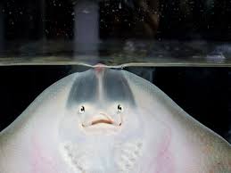 Image result for Stingray