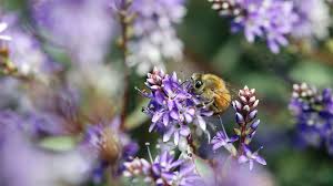 Get inspired with our handpicked collection of flower pictures hd to 4k quality available for commercial use download now for free! Bee Pollen For Allergies If It Works How To Take It Where To Buy