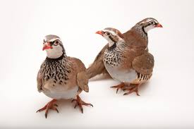 Image result for Alectoris rufa