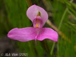 Image result for Disa stairsii