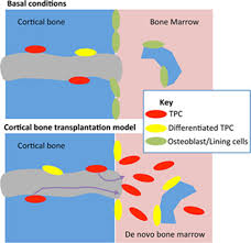 In a long bone, for example, at about 6 to 8 weeks after conception, some of the mesenchymal cells differentiate into chondrocytes (cartilage cells) that modeling primarily takes place during a bone's growth. Trans Cortical Channels Of Long Bones Harbor Perivascular Osteoprogenitors Stem Cells Portal