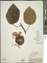 Image result for Cordia africana