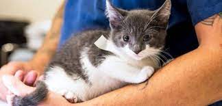 kedi kisirlastirma kedi kisirlastirma fiyatlari heykedi