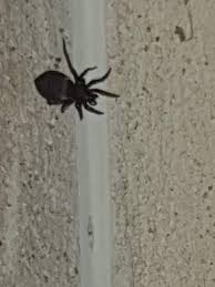 Als mittel gegen spinnen im garten wirkt adesectin wunder. Was Ist Das Fur Eine Spinne Die Wir Im Garten Haben Spinnentiere Spinnenart