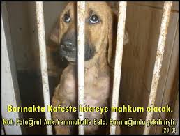 Yenimahalle Belediyesi 5 Yildir Hayvanlara Zulmediyor Posts Facebook
