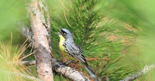 Image result for Sclerochiton kirkii