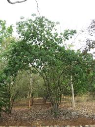 Image result for Ficus tesselata