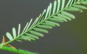 Image result for Aeschynomene rhodesiaca