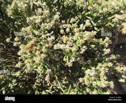 Image result for Arthraerua leubnitziae