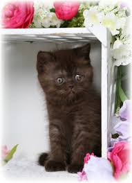 Want to buy or adopt a scottish fold munchkin kitten or cat? Chocolate Persian Kittens Chocolate Persians Chocolate Catssuperior Quality Persian Himalayan Kittens For Sale In A Rainbow Of Colors In Business For 32 Years