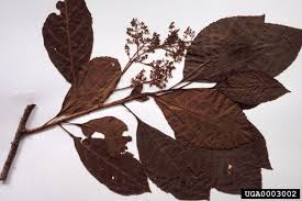 Image result for Maesa lanceolata